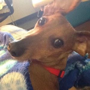 Meet your Posher, Diane